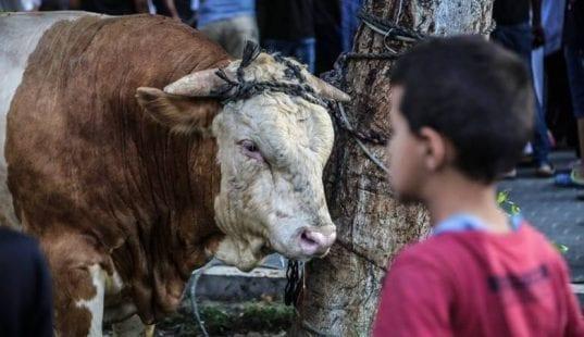 وزارة الزراعة : تعبر عن أسفها لبعض عمليات الذبح العشوائية للأضاحي في شوارع غزة