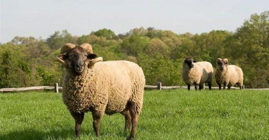 على أعتاب عيد الأضحى المبارك ..هكذا نختار الأضحية في زمن كورونا