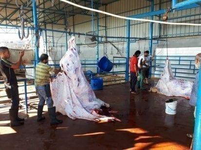 زيادة كميات الأضاحي التي تم استهلاكها في القطاع خلال الموسم  لـ36 ألف رأس