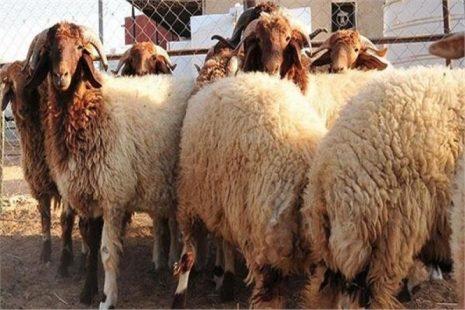 هذه أهم شروط الأضحية في عيد الأضحى وفق جمهور العلماء