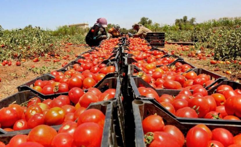 تعرّف على حالة الطقس وأسعار الخضروات والدواجن اليوم