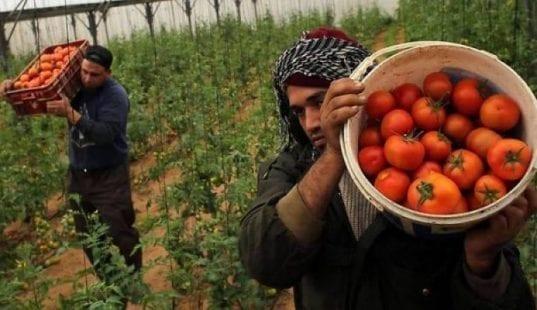 الزراعة بغزة: الخضروات متوفرة وأسعارها مستقرة