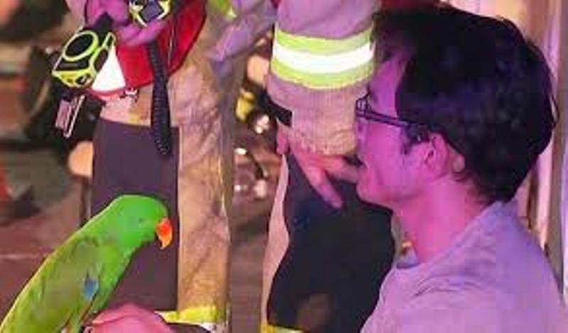 في حادثة غربية من نوعها ببغاء ينقذ صاحبه من موت حقيقي