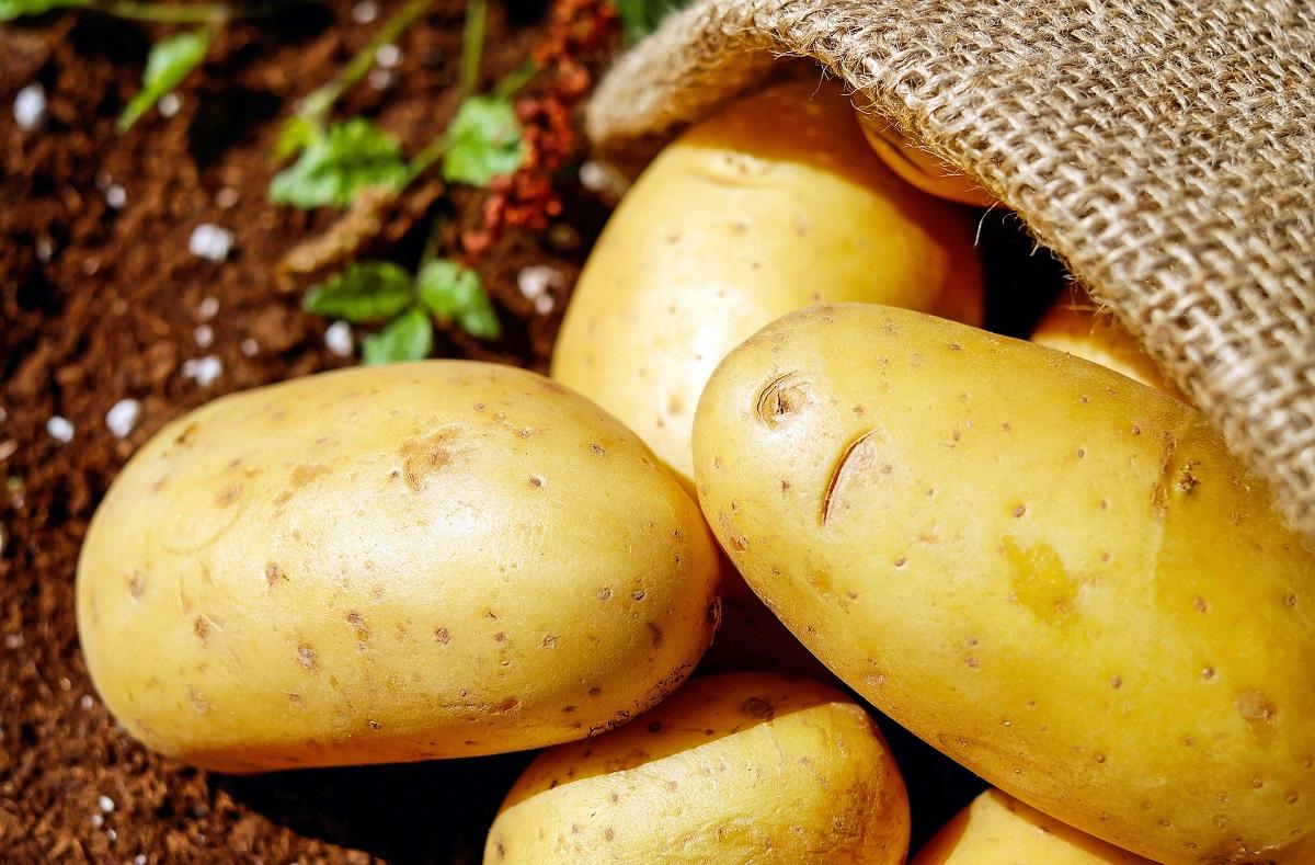 حبة بطاطا تُثير حملة استنفار في بريطانيا