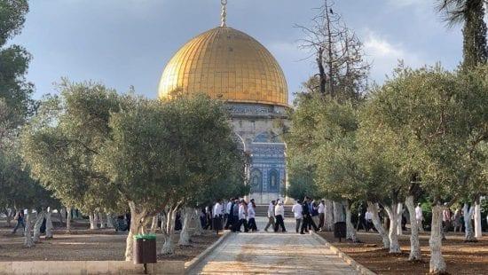 صور | عشرات المستوطنين يقتحمون باحات الأقصى