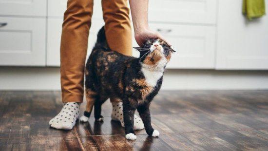 إصابة أول قطة بفيروس كورونا في بريطانيا