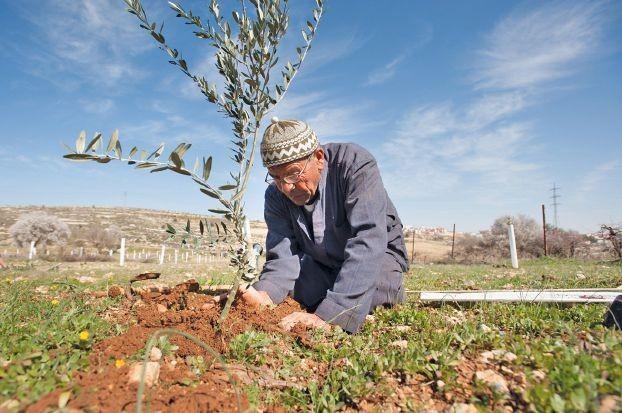 اعتداءات مستمرة من المستوطنين بحق المزراعين بموسم قطف الزيتون