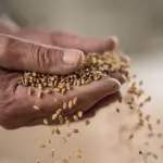 أسعار القمح ترتفع بعد تعهد تايوان بالشراء من أميركا