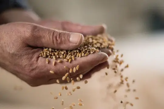 أسعار القمح ترتفع بعد تعهد تايوان بالشراء من أميركا