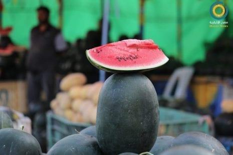 البطيخ يبدأ موسمه محارباً حر الصيف في غزة (صور)