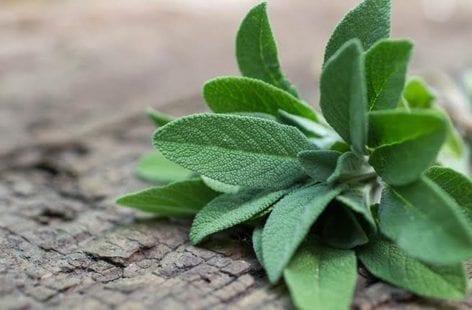 الميرمية .. دراسة تثبت نجاعتها ضد فيروس كورونا