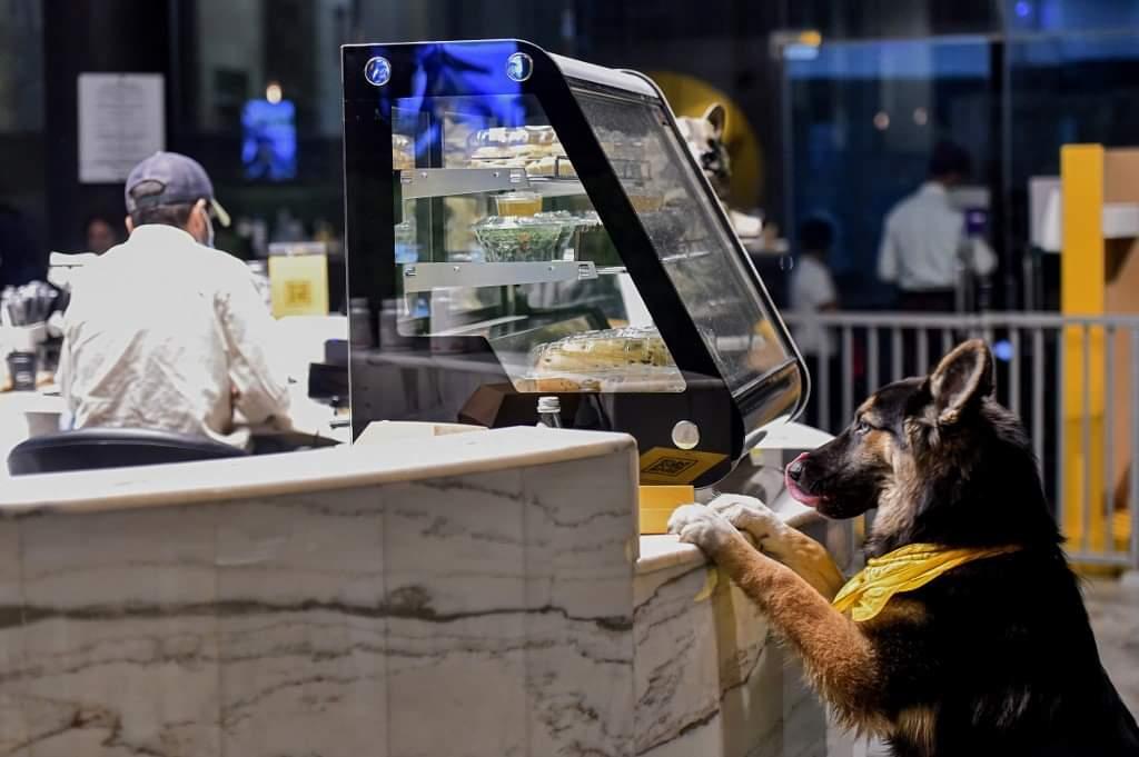الأول من نوعه.. افتتاح مقهى للكلاب في السعودية!