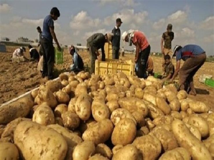 مصر: إرتفاع الصادرات الزراعية بنسبة 5 % منذ بداية العام