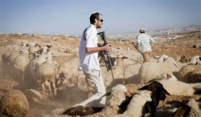 سرقة رؤوس أغنام من قبل المستوطنين في مسافر يطا بالخليل