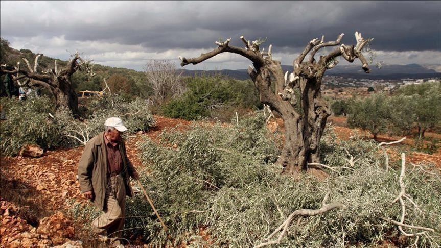 جيش الاحتلال يعتقل 11 فلسطينيا بالضفة ومستوطنون يقطعون 100 شتلة زيتون