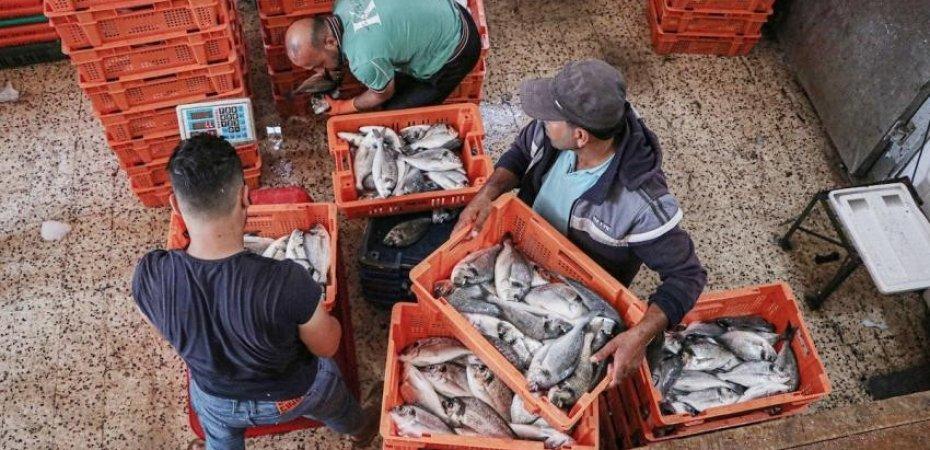 لجان الصيادين تكشف لمصدر تفاصيل قرار وقف استيراد الأسماك المصرية لغزة